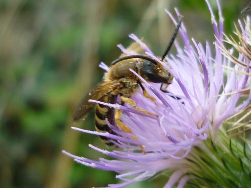 Réf. 246 107 : Halictus scabiosae